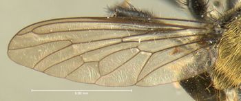 Media type: image;   Entomology 13471 Aspect: wing